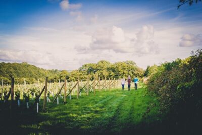 1.5-Hour Swanaford Vineyard Tour And Tasting Experience - Meeting near Exeter: what to expect on arrival
