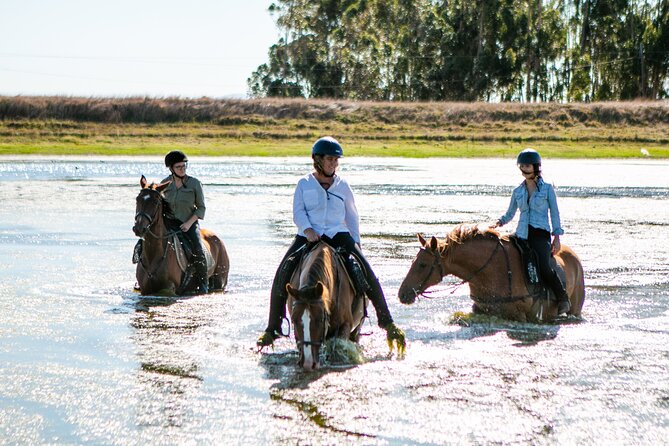 2 Hour Vineyard Trail Ride - Horse-Ready First Ride in the Cape Winelands