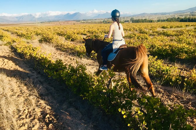 2 Hour Vineyard Trail Ride - Guides, Horses, and Safety: How the Ride Stays Comfortable