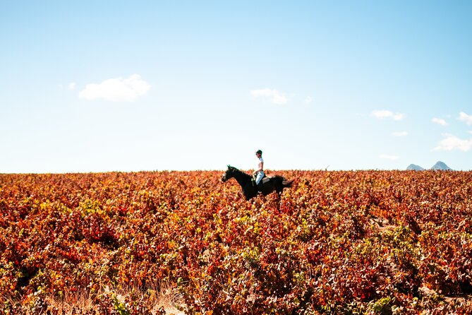 2 Hour Vineyard Trail Ride - Should You Book Ubuntu Horse Trails at Vredenheim?