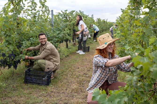 4 Wines & 2 Olive Oils Tasting in Chianti Winery with Tour - Olive Oil Tasting That Actually Makes Sense