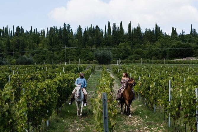 4 Wines & 2 Olive Oils Tasting in Chianti Winery with Tour - The Production Tour: Equipment, Barrels, and a Real Working Rhythm