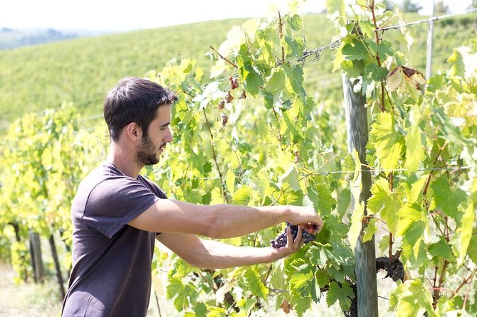 4 Wines Tasting with 2 Tuscan Cheeses & Tour at the winery - How to Taste the Lineup: IGT Toscana to Chianti Riserva