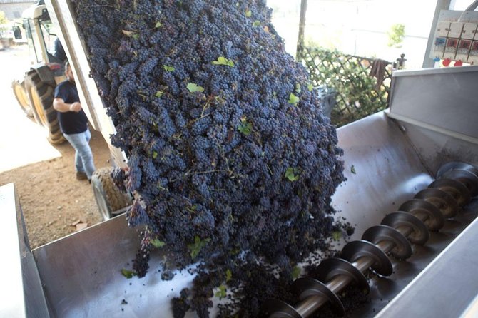 4 Wines Tasting with 2 Tuscan Cheeses & Tour at the winery - Vineyard Walk: The Outdoor Bonus If the Weather and Season Allow