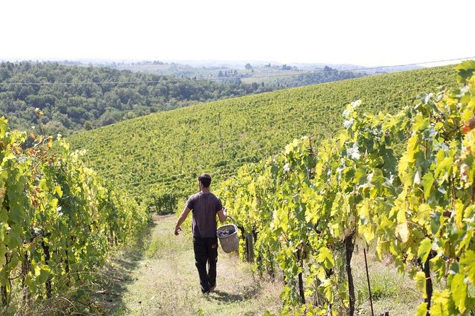 4 Wines Tasting with 2 Tuscan Cheeses & Tour at the winery - What You Can Add On (and How to Think About Shopping)
