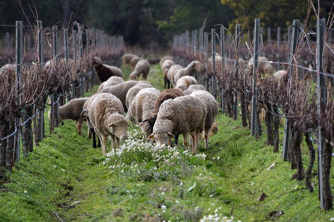 4x4 tour in a winery followed by a tasting - The tasting: Provencal snacks and a guided estate lineup