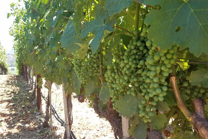 8 Hour Private Tour in Napa Valley Winery - What 8 Hours Feels Like: Timing, Waiting, and Keeping the Day Smooth