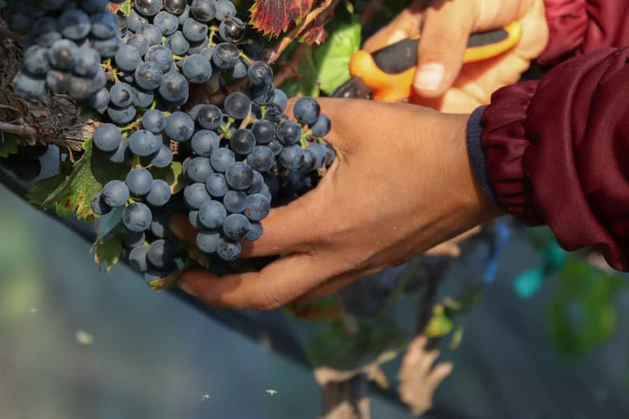 Aguascalientes: Magical Town and Winery Tour - The van rides: how the 6.5 hours actually feel