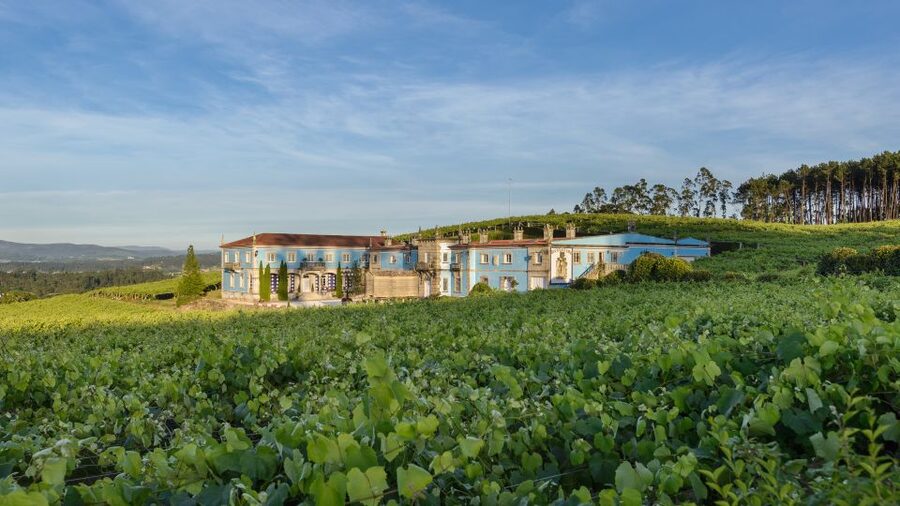 Albariño Wine Tasting with Winery Tour - The 1.5-hour flow: from vineyard path to tasting table