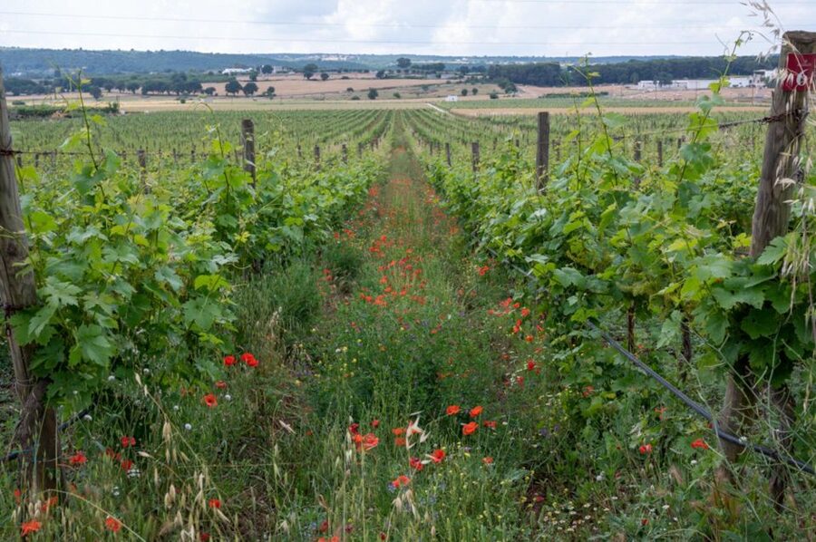Alberobello: Winery Tour with Wine and Food Tasting - Transportation and logistics you should plan for before booking