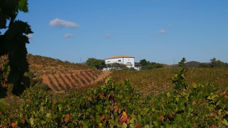 Albufeira, Olhão, Faro: Visit a vineyard, Free time in Silves - Inside the Winery: Vineyards, Vat Room, and the French Oak Cellar
