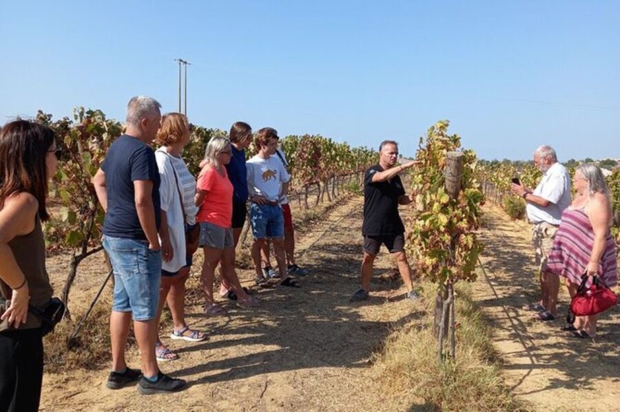 Albufeira/Vilamoura: Winery Tour with Wine Tasting and Tapas - Key things you’ll notice right away