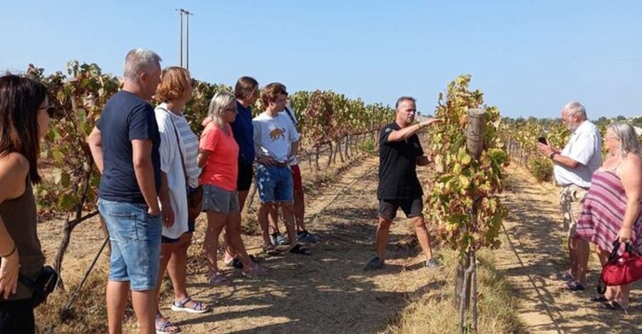 Albufeira/Vilamoura: Winery Tour with Wine Tasting and Tapas - Albufeira orientation: history and photo stops on the drive