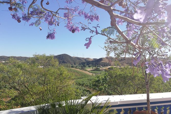 Albufeira Wine Tasting: Boutique Winery Tour & Historic Silves - The tasting flight: red, white, rosé plus light traditional snacks