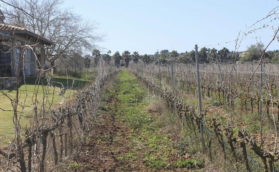 Alcúdia/Can Picafort: Guided Vineyard Visit and Wine Tasting - First You’re Picked Up Around Alcúdia, Can Picafort, and Playa Muro