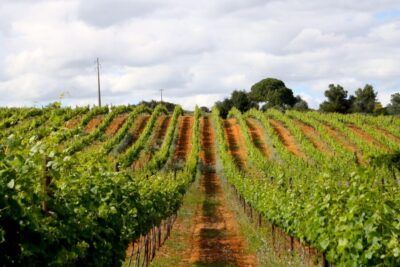 Algarve: 3 Types of Wine Tastings with Vineyard Views - Three wine tastings with vineyard views: how the tasting is guided