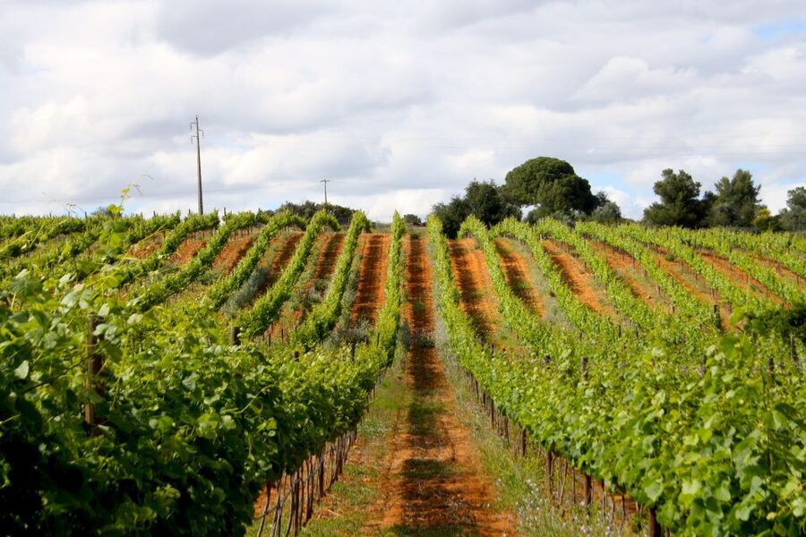 Algarve: 3 Types of Wine Tastings with Vineyard Views - Three wine tastings with vineyard views: how the tasting is guided