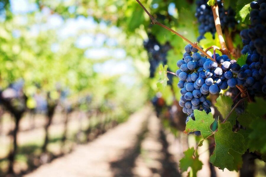 Algarve: Landscapes, Pottery, and Winery Tour - Ferragudo’s Cobblestones and Harbor Time (Plan for Lunch)