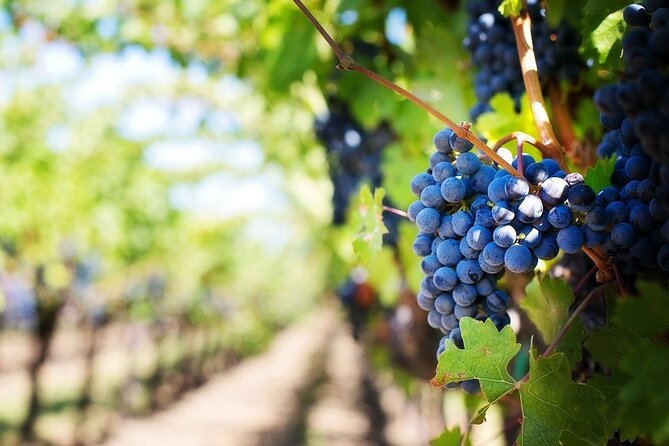Algarve Landscapes & Winery - Praia da Marinha: 30 minutes at one of the Algarve’s star beaches