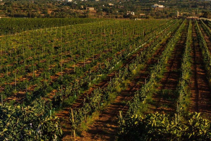 Algarve: Vineyard Tour & Premium Wine Tasting in Silves - Key highlights at a glance