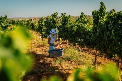 Algarve: Vineyard Tour & Premium Wine Tasting in Silves - What the 1.5 hours actually includes (and why it works)