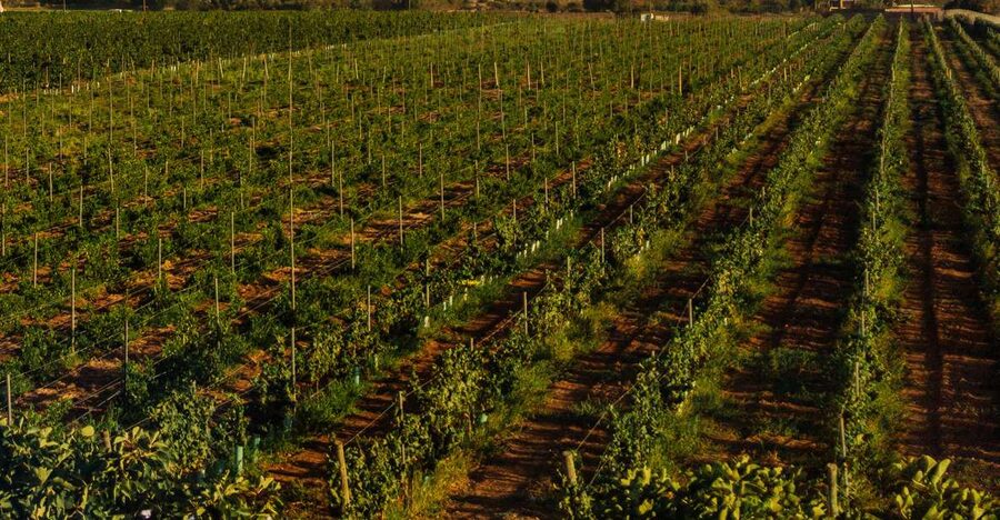 Algarve: Vineyard Tour & Premium Wine Tasting in Silves - Pairing tips you can use right after the tour