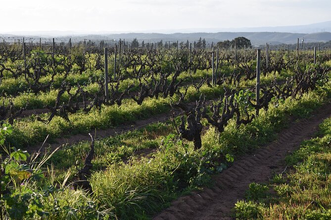 Algarve wine tour and farmer's lunch at wine estate - What you learn (and what you can taste) about Algarve varietals