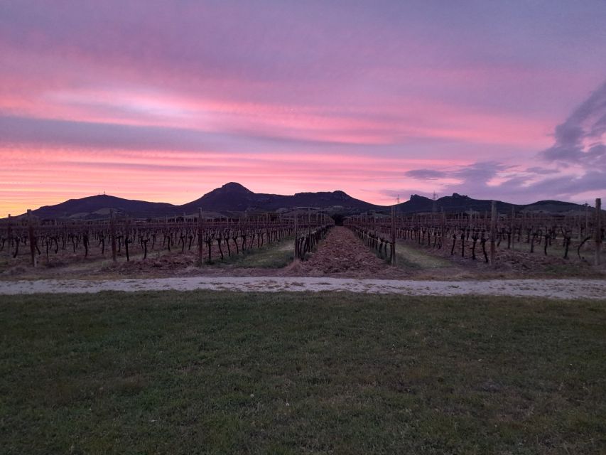 Alghero: wine tasting w/ local aperitif in the vineyard - Where the Alghero vineyard aperitif really works