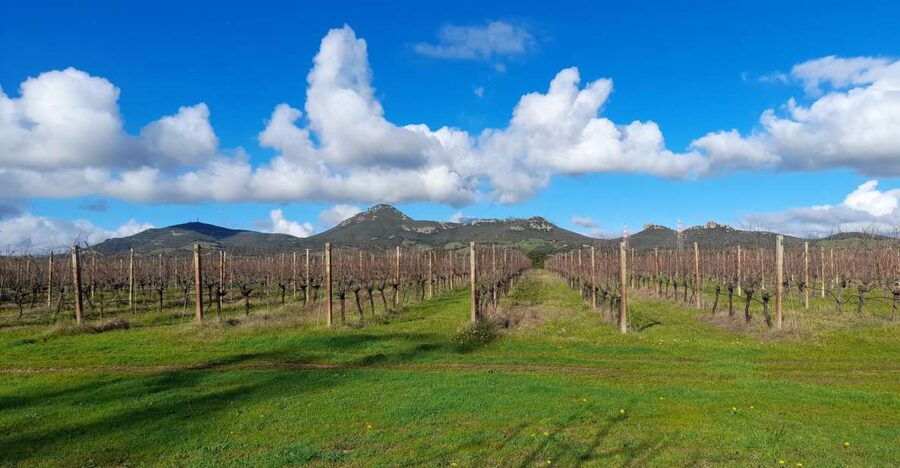 Alghero: wine tasting w/ local aperitif in the vineyard - What you’ll taste: how the wines connect to Sardinian food