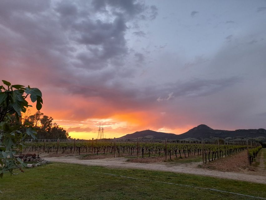 Alghero: wine tasting w/ local aperitif in the vineyard - Price and value: is $61 per person fair?