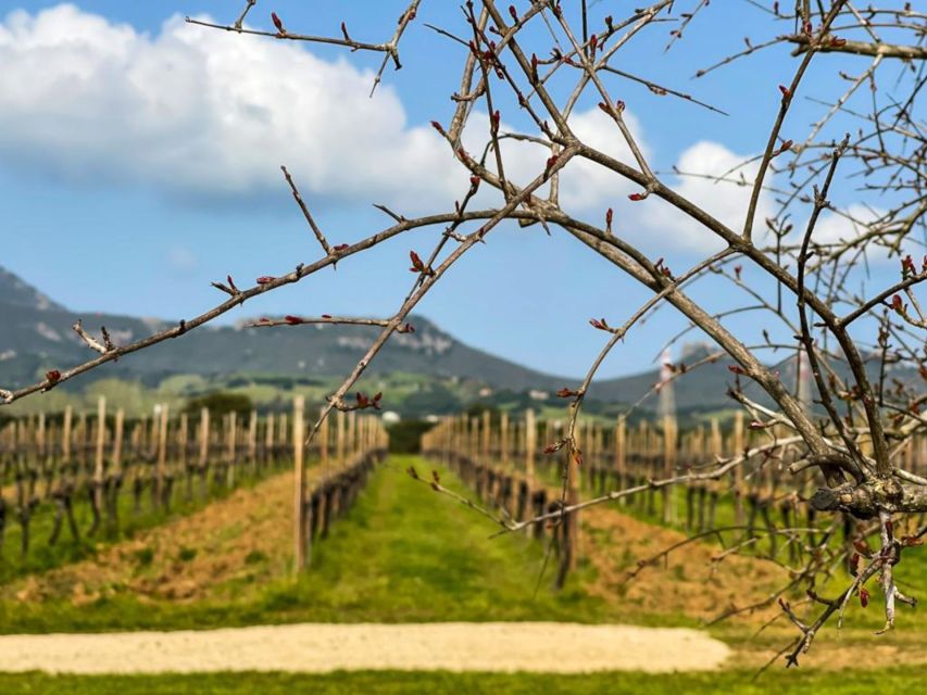 Alghero: wine tasting w/ local aperitif in the vineyard - Who this Alghero vineyard aperitif suits (and who might not)