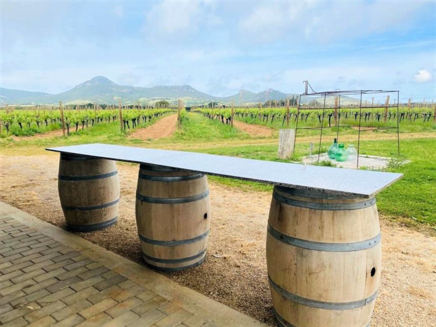 Alghero: wine tasting w/ local aperitif in the vineyard - Vineyard walk and the small cellar: what this part gives you