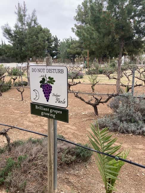 Alicante/Santa Pola -Best winery tour with tasting - After the tour: your tasting isn’t a snack-only event
