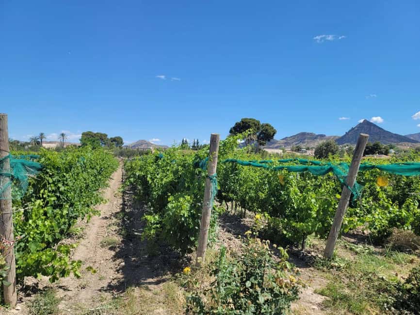 Alicante:Winery Tour+ Wine Tasting + Old castle - Optional add-on: Castle of Mola in the mountains if you still have energy