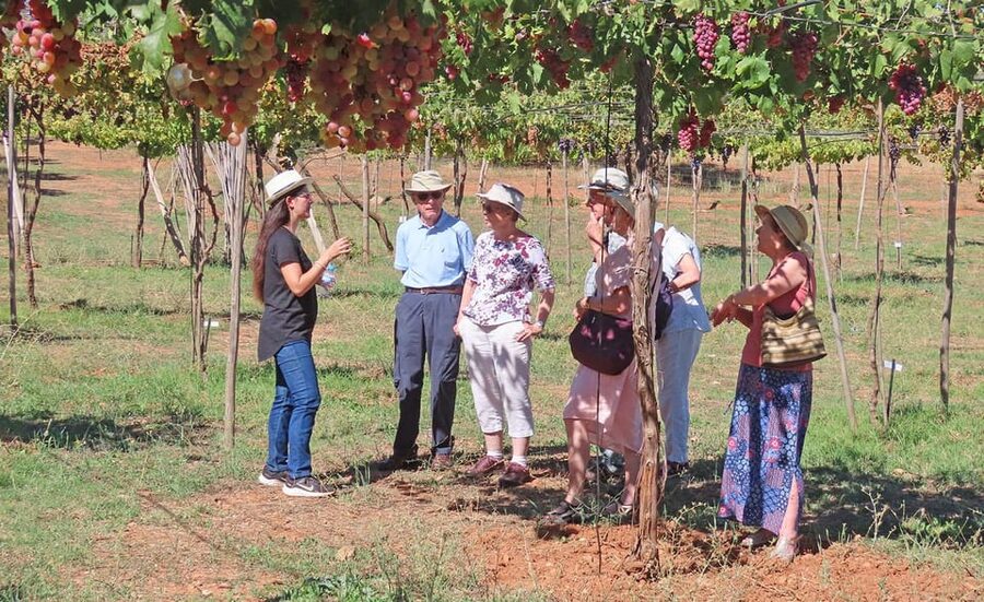 Almería: Wine tour and tasting in Organic Winery - The farm walk: vineyards, olive trees, almonds, orchards, and table grapes