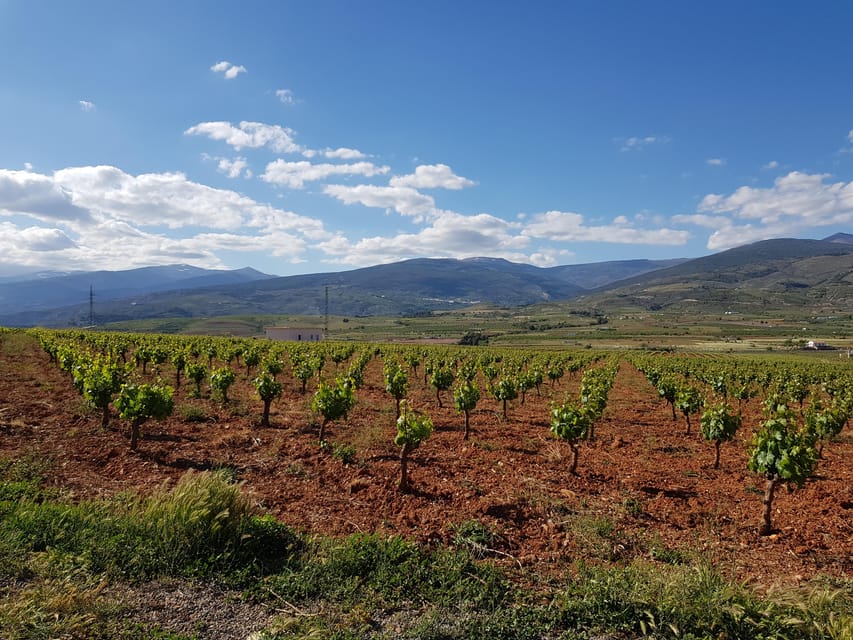Almería: Wine tour and tasting in Organic Winery - Agricultural museum: rural heritage you can actually connect to wine