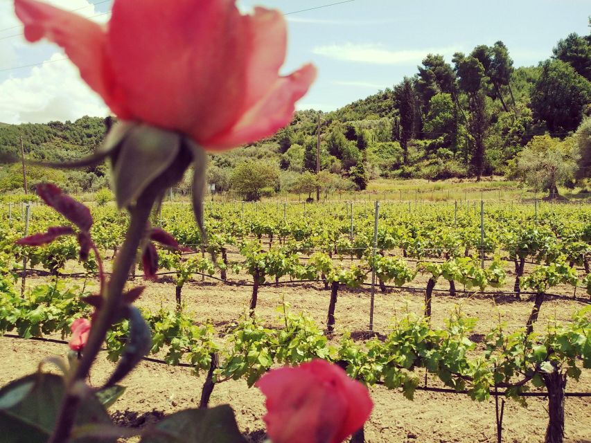 Ancient Olympia: Private Tour site, museum, bee farm, winery - Who should book this private Ancient Olympia day?