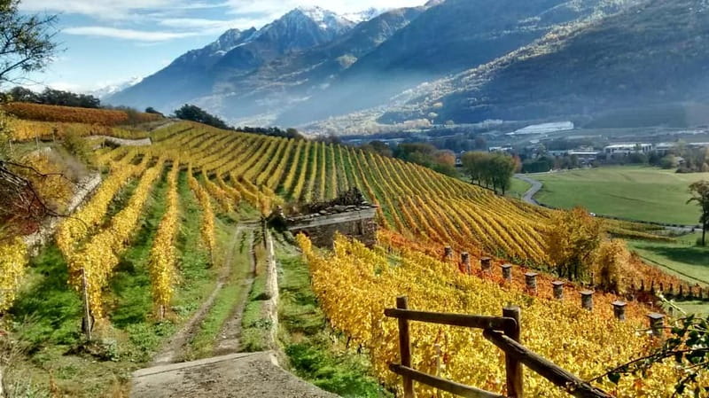 Aosta Valley: Visit and wine tasting at the Grosjean winery - Barrel Cellar and Sparkling Wine Room: Where Styles Become Clear
