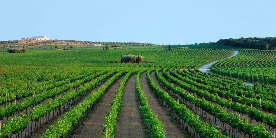 Apulia: Guided Vineyard Tour with Wine Tasting - Where to meet at Strada Noci 314 and how the timing works
