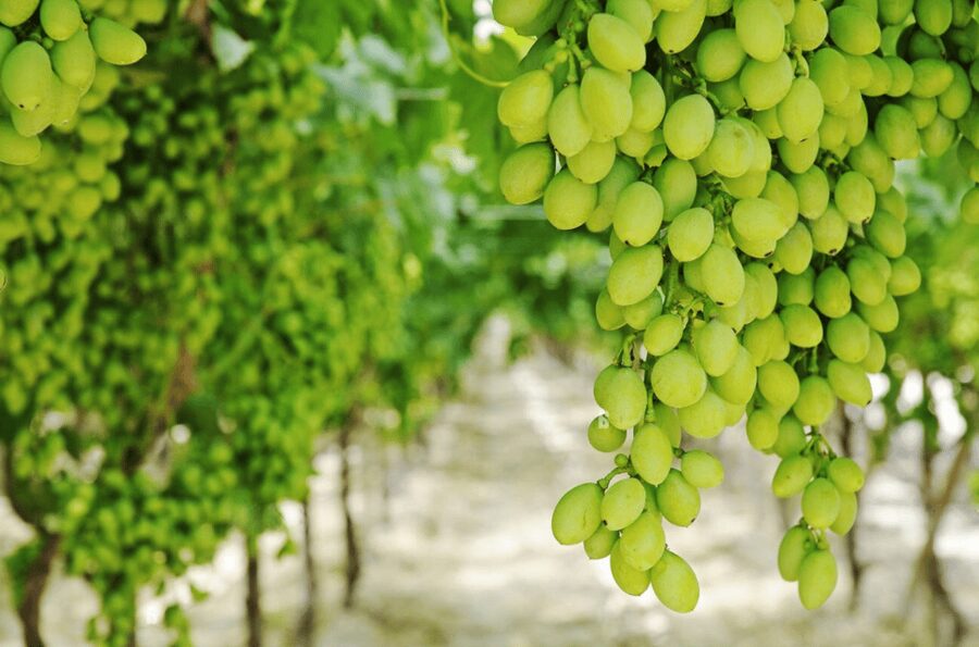 Apulia: Guided Vineyard Tour with Wine Tasting - Tasting packages: how many wines you’ll drink (and why it matters)