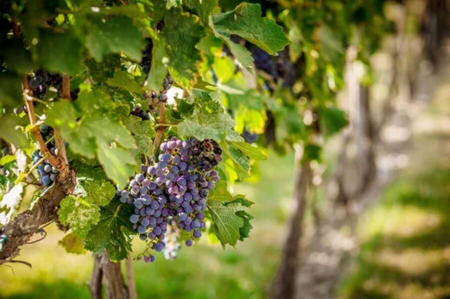 Apulia: Guided Vineyard Tour with Wine Tasting - Wine variety lessons: what you’ll likely notice in the glass