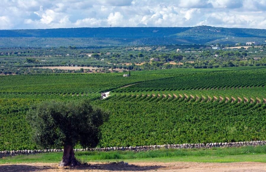 Apulia: Guided Vineyard Tour with Wine Tasting - Who this tour is best for (and who should be cautious)