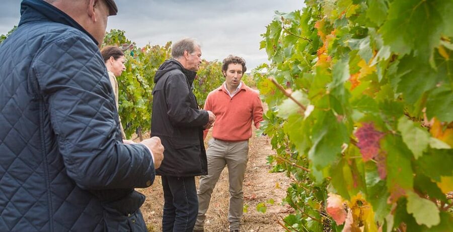 Aranda de Duero: Martín Berdugo Winery - Tour and Tasting - Martín Berdugo in Ribera del Duero: 90 minutes that actually makes sense