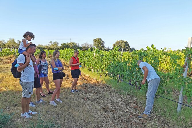 Archeology, visit to a vineyard and wine and pecorino cheese tasting - Su Barone coast at Marina di Orosei: golden sand, pine forest, and coastal ponds