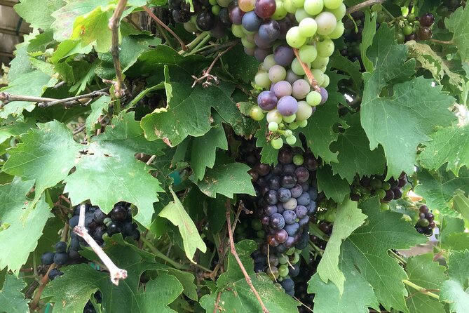 Arizona Winery All-Inclusive Tour with Lunch & Tastings - Stop Two: Oak Creek Vineyards & Winery Patio Flights and Lunch Break