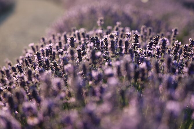 Aroma sampling of 5 Bulgarian Lavender varieties at DiVes Winery - Bulgaria’s lavender story: what you’re really learning
