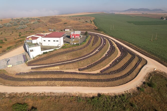 Aroma sampling of 5 Bulgarian Lavender varieties at DiVes Winery - The five-variety aroma comparison (and how to get the most out of it)