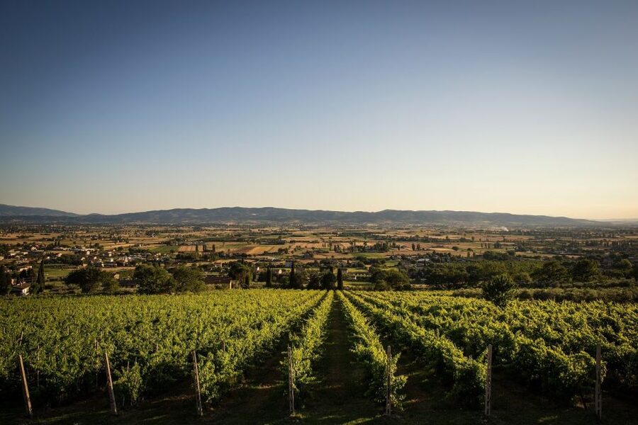 Assisi: Organic Winery Tour with Tastings & Typical Food - Logistics That Affect Your Day: Price, Parking, Meeting Point