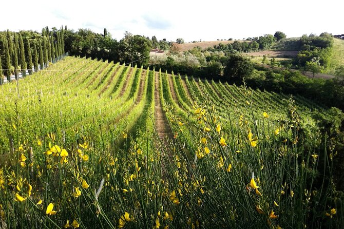 Authentic Tuscan Cooking Class & Winery Tour in San Gimignano - Eating the Meal You Make: Lunch With Wine Pairing