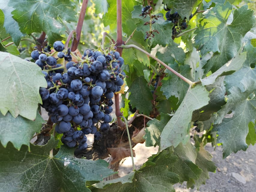 Bahá’í Temple, Winery and Lapis Lazuli + Private Transport - Cousiño Macul winery inside the city: guided visit and 4 tastings